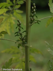 Artemisia tournefortiana – pelyněk Tournefortův
