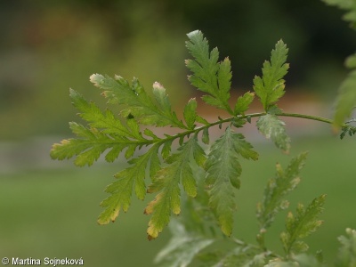 Artemisia tournefortiana – pelyněk Tournefortův