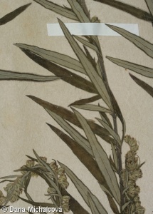 Artemisia verlotiorum – pelyněk Verlotů