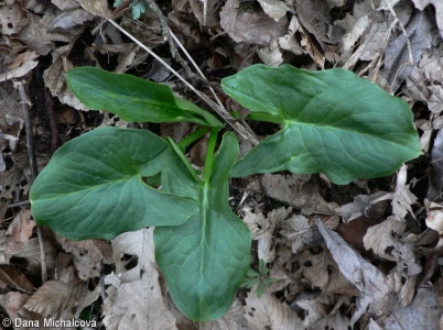 Arum cylindraceum – árón východní
