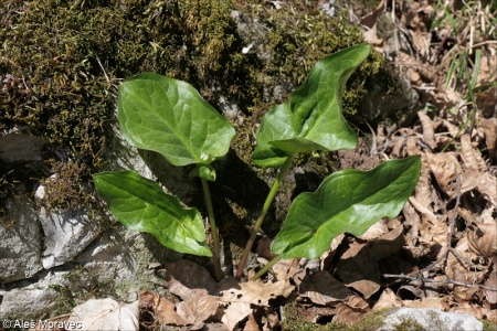 Arum cylindraceum – árón východní