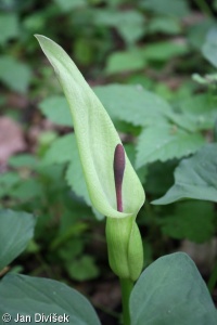 Arum maculatum agg. – okruh árónu plamatého