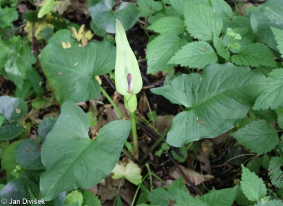 Arum maculatum agg. – okruh árónu plamatého