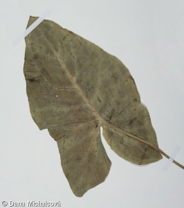 Arum maculatum – árón plamatý