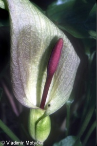 Arum maculatum – árón plamatý