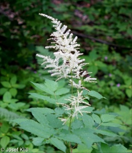 Aruncus dioicus – udatna lesní