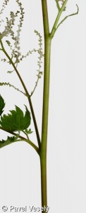 Aruncus dioicus – udatna lesní