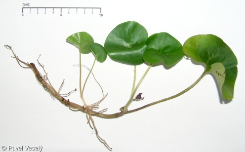 Asarum europaeum subsp. europaeum – kopytník evropský pravý