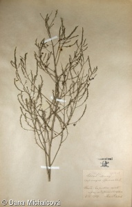 Asparagus officinalis subsp. officinalis – chřest lékařský pravý