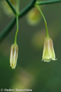 Asparagus officinalis – chřest lékařský
