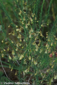 Asparagus officinalis subsp. officinalis – chřest lékařský pravý