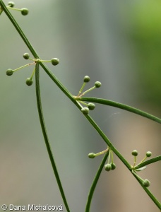 Asparagus verticillatus – chřest přeslenitý