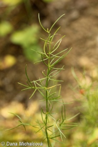 Asparagus verticillatus – chřest přeslenitý