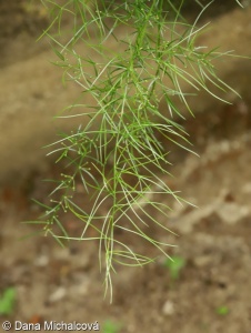 Asparagus verticillatus