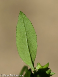 Asperugo procumbens – ostrolist poléhavý