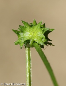 Asperugo procumbens – ostrolist poléhavý