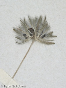Asperula arvensis