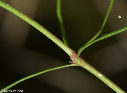 Asperula cynanchica