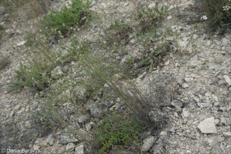 Asperula montana