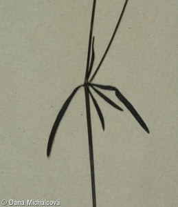 Asperula tinctoria