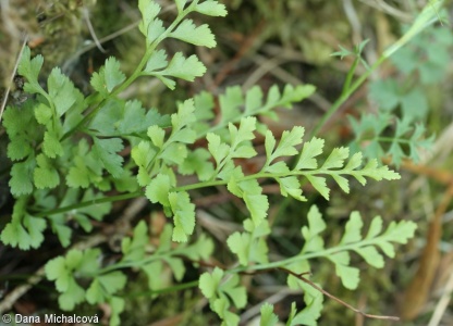 Asplenium cuneifolium – sleziník hadcový
