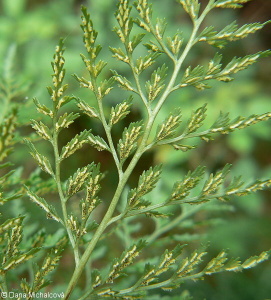 Asplenium cuneifolium – sleziník hadcový