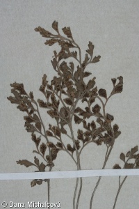 Asplenium ruta-muraria subsp. ruta-muraria – sleziník routička pravý