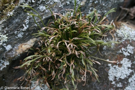 Asplenium septentrionale – sleziník severní