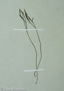 Asplenium septentrionale subsp. septentrionale – sleziník severní pravý