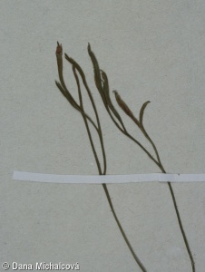 Asplenium septentrionale subsp. septentrionale – sleziník severní pravý