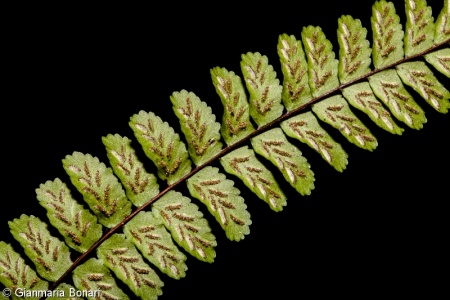 Asplenium trichomanes – sleziník červený