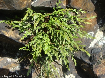Asplenium ×alternifolium – sleziník střídavolistý