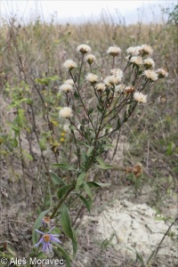 Aster amellus subsp. bessarabicus – hvězdnice chlumní velkoúborná