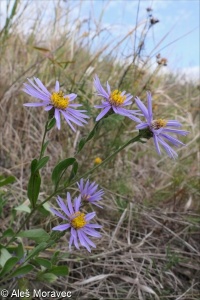 Aster amellus – hvězdnice chlumní