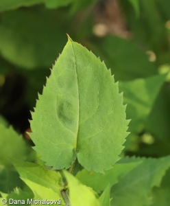 Symphyotrichum cordifolium – astřička srdcolistá, hvězdnice srdcolistá