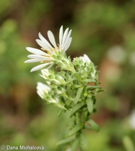 Symphyotrichum ericoides – astřička vřesovcová, hvězdnice vřesovcová