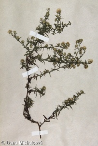 Symphyotrichum ericoides – astřička vřesovcová, hvězdnice vřesovcová