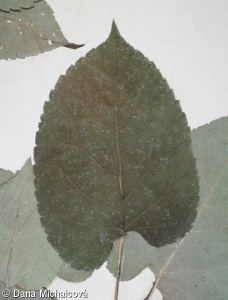 Eurybia macrophylla