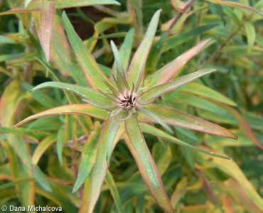 Symphyotrichum novae-angliae – astřička novoanglická, hvězdnice novoanglická