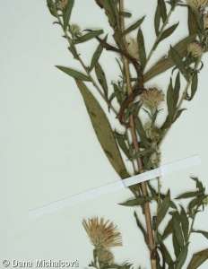 Symphyotrichum praealtum – astřička ojíněná, hvězdnice ojíněná