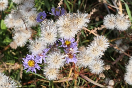 Tripolium pannonicum &ndash; hvězdnice panonská