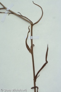 Tripolium pannonicum subsp. pannonicum – hvězdnice panonská pravá
