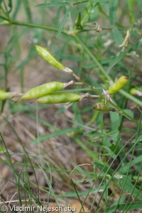 Astragalus arenarius – kozinec písečný