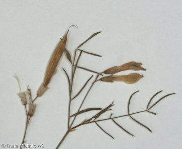 Astragalus arenarius – kozinec písečný