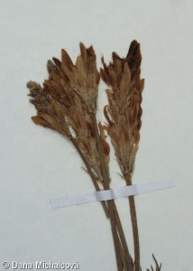 Astragalus sect. Pedina