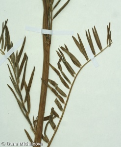 Astragalus sect. Pedina