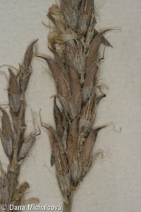 Astragalus asper – kozinec drsný