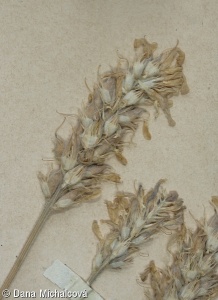 Astragalus asper – kozinec drsný