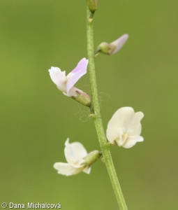 Astragalus sect. Craccina