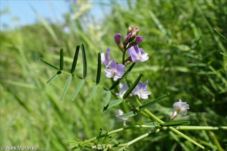 Astragalus austriacus – kozinec rakouský